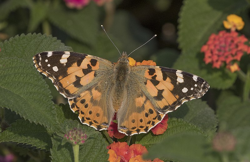 File:Vanessa cardui - Painted lady, Adana 2016-10-30 01-3.jpg