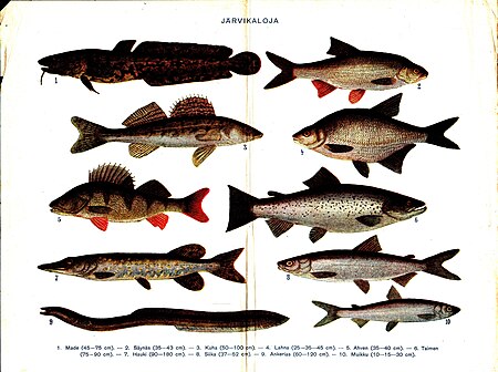 Tập tin:Various sweetwater fish with Finnish text.jpg