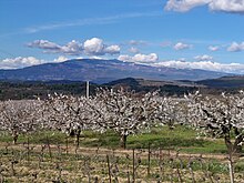 Cerisiers près de Venasque, le mont Ventoux en fond.