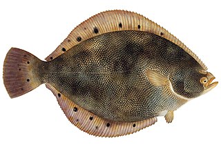 <i>Verasper</i> Genus of fishes