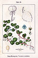 Veronica montana plate 39