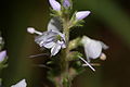 Veronica officinalis