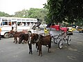 2011-04-11T16:24:40Z : user:Tinucherian : File:Victoria Memorial Kolkata horses infront.jpg