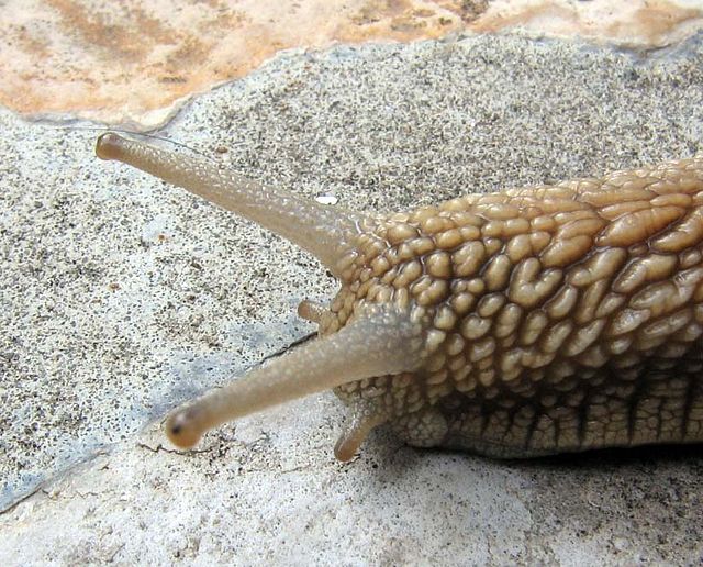 The upper pair of tentacles on the head of Helix pomatia have eye spots, but the main sensory organs of the snail are sensory receptors for olfaction,