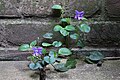 Viola riviniana, common dog-violet UK.JPG
