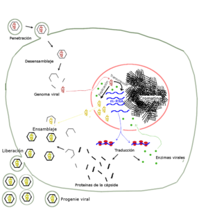 Sars-Cov-2: Virologie, Description, Nom du virus et de la maladie