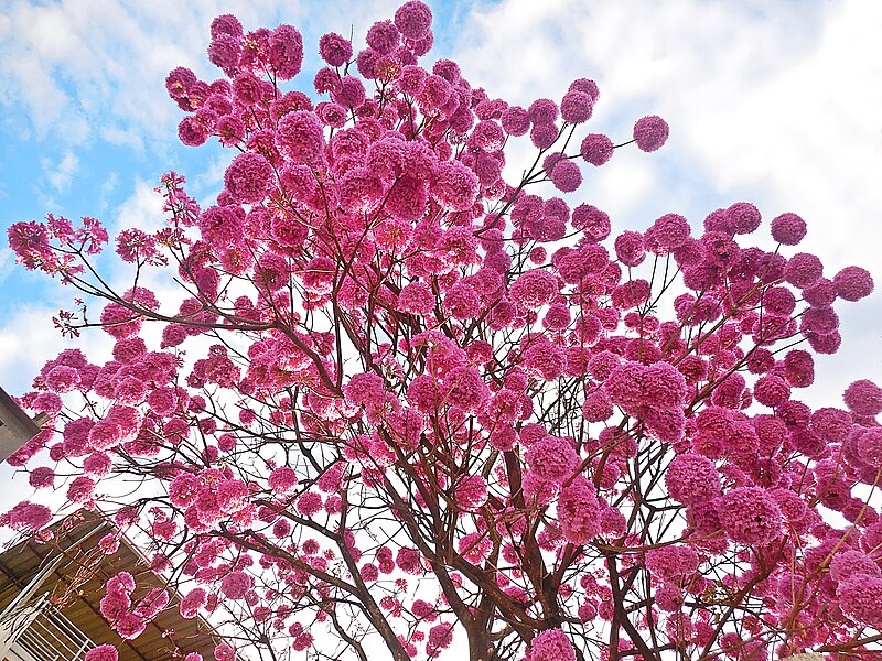 File:Vista parcial de flores de ipê-roxo em Coronel Fabriciano MG.JPG