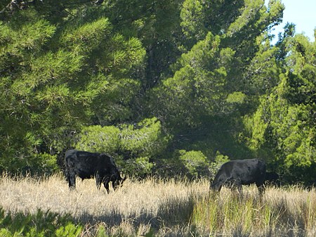 Tập_tin:Wagyu_Bulls_in_Alberto_Forest.jpg