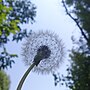 Thumbnail for File:Wandering dandelion flower.jpg