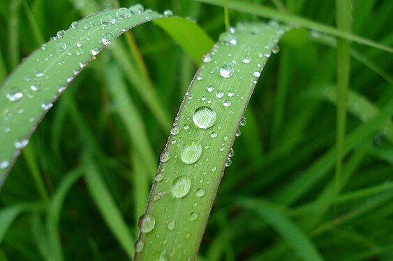 Water Droplets on Grass