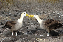 Dva albatrosi stojí naproti sobě a jemně se dotýkají špičkami zobáků z jejich strany