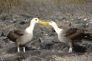 Dva ptáci při doteku žlutých zobáků