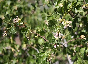 Wax currant (Ribes cereum) flowers