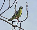 Thumbnail for File:Wedge-tailed Green Pigeon 2.jpg