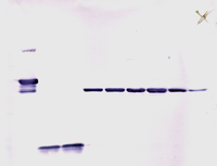 Western blot