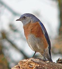 Western bluebird - Wikipedia