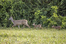 Odocoileus virginianus nelsoni (White-tailed deer) female with fawns