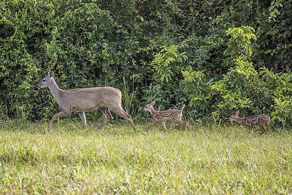 Image: White tailed deer (Odocoileus virginianus nelsoni) female with fawns Orange Walk