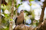 Thumbnail for File:White-winged dove (33276156915).jpg