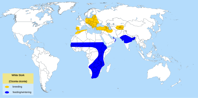 Поширення білого лелеки: жовтогарячий — місце розмноження, синій — місце міграції