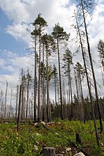 Миниатюра для Файл:WildFireAreaNHorken1006-view.JPG