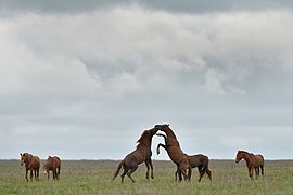 Wild horses on the Juros Steppe