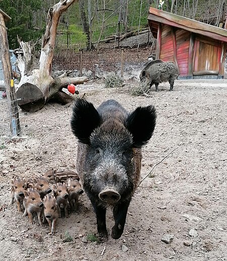 Wildschwein April