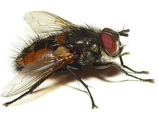 <i>Winthemia</i> Genus of flies