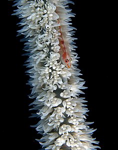 Bryaninops yongei (Wire-coral Goby)