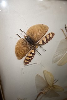 <i>Sanaa intermedia</i> species of insect
