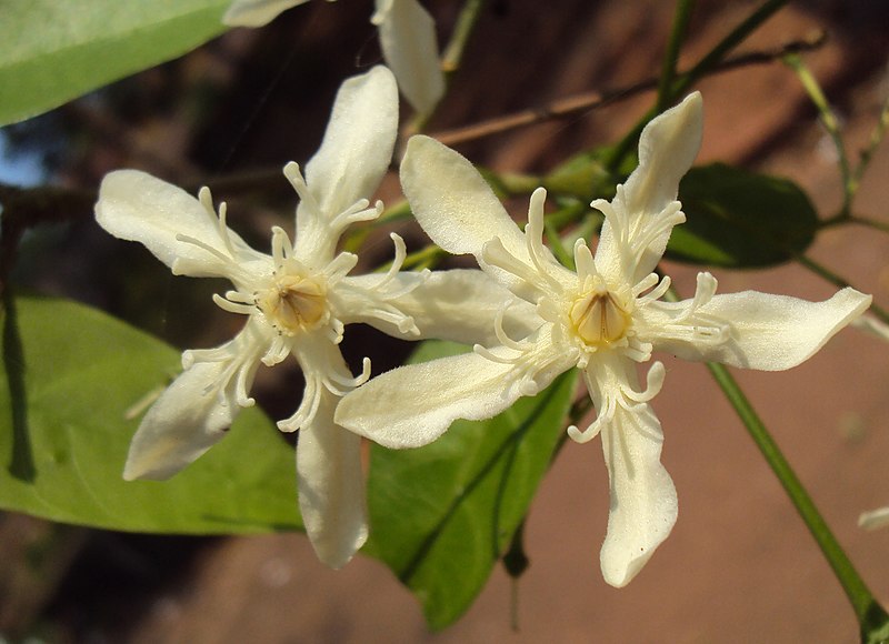 File:Wrightia tinctoria 11.JPG