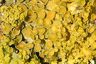 <i>Xanthoria</i> genus of fungi