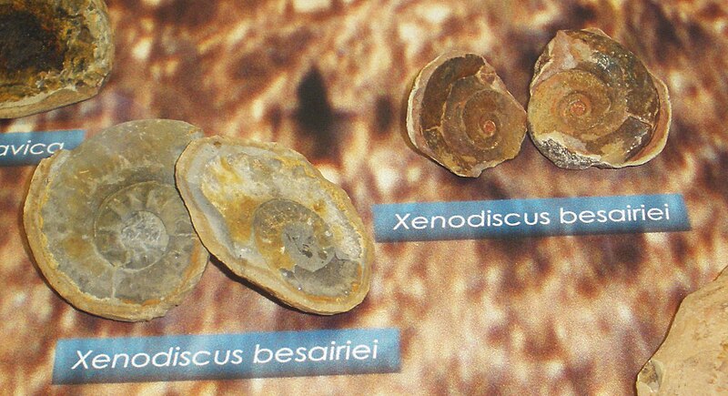 File:Xenodiscus besairiei 7.JPG