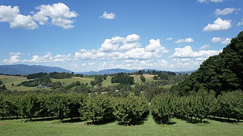 Yarra Valley things to do in Sassafras