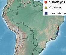 Mapa Jižní Ameriky ukazující přítomnost tří druhů Ybyrapora v pobřežní Brazílii