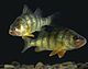 Yellow perch