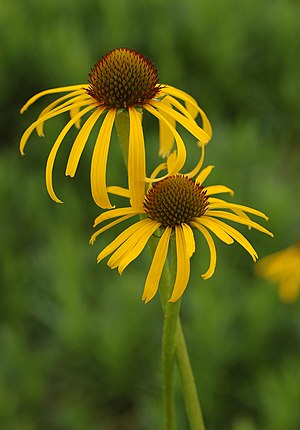 Yellow Coneflower