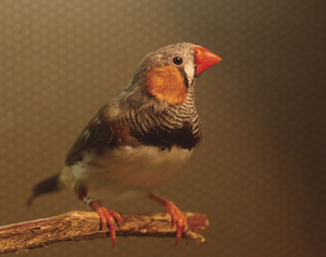 Young zebra finch.png