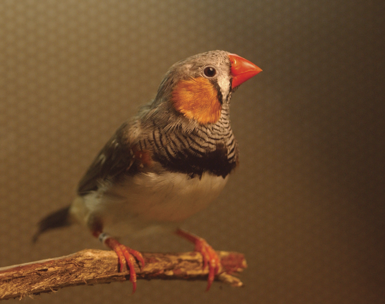 File:Young zebra finch.png