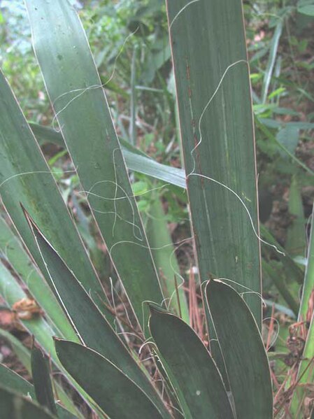 File:Yucca filamentosa-leaves.jpg