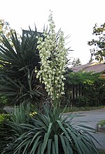 Miniatura para Yucca gloriosa