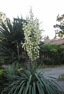 <i>Yucca gloriosa</i> Species of shrub