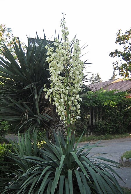 Yucca gloriosa 10.JPG