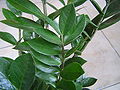 Zamioculcas zamiifolia