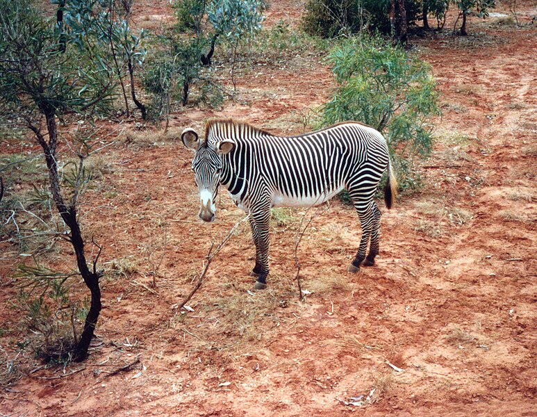 File:Zebra at the Pearl Coast Zoo.jpg
