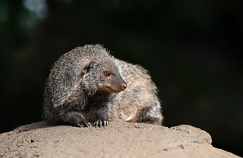 Banded mongoose (mungos mungo)