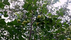 Ziziphus jujuba 'Li' with fruit in mid-summer - live oak in background.JPG