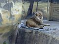 Lev konžský, samec