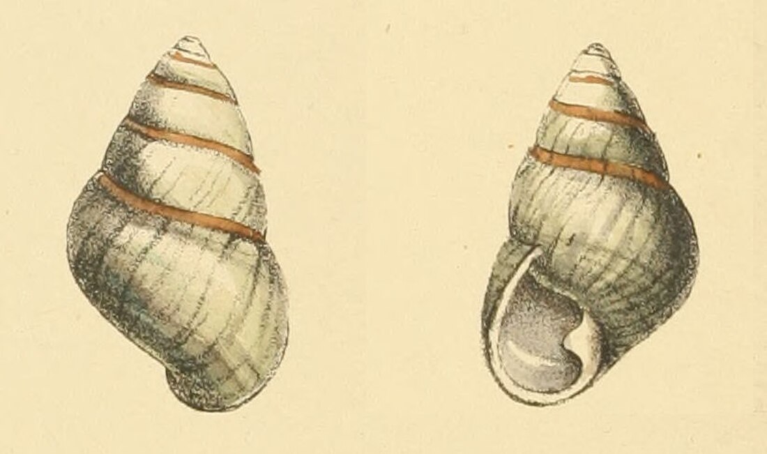 Achatinella livida