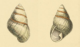 <i>Achatinella livida</i> Extinct species of gastropod